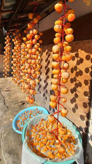 Drying persimmons