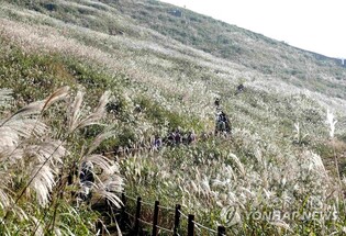 A wave of silver grass at Hwawangsan mountain