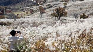 Field of silver grass in southern S.Korea