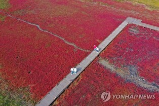 Wetland plants in Autumn