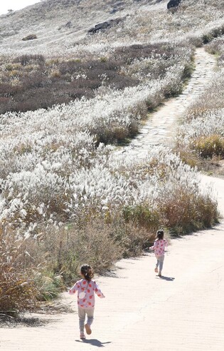 Silver grass in southern S. Korea