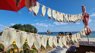 Blue sky, sea and squids