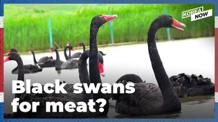 Is North Korea really feeding its people black swans?