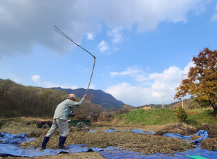 Bean threshing