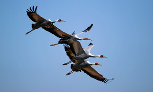 Cranes from Siberia
