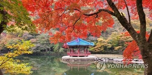 "내장산 단풍, 이번 주말이 절정…12일까지 이어질 듯"