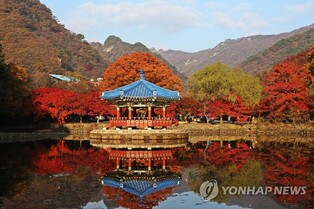 Autumn foliage brightens up Naejangsan Mountain