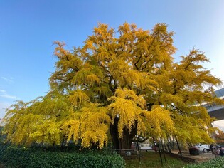 Gingko tree exerting autumn beauty