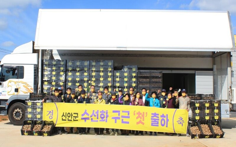꽃도 보고, 수익도 올리고…신안 수선화 구근 10만개 출하