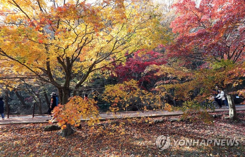 [사진톡톡] 울긋불긋 물든 내장산…'위드 코로나'에 관광객 물결