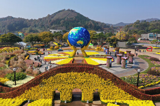 Chrysanthemum fest