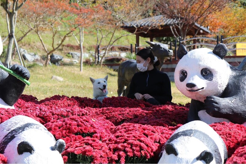 진도군, '진도개테마파크' 연중 무료 개방