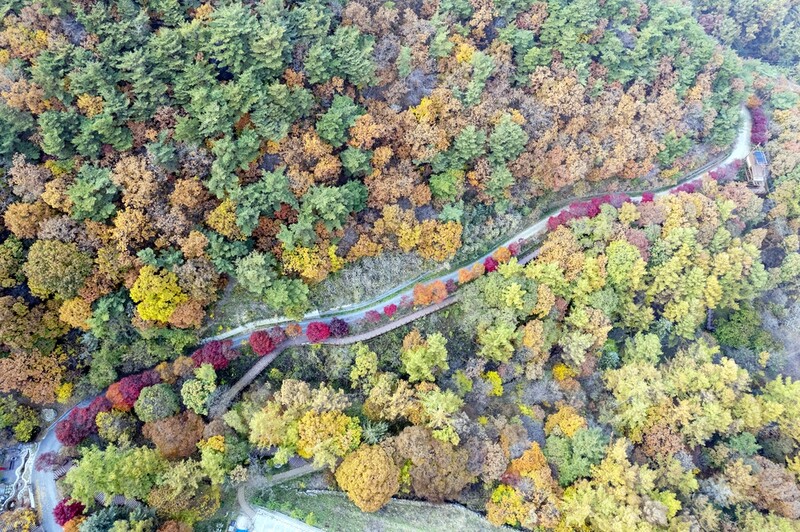 [픽! 증평] 울긋불긋 가을옷 갈아입은 좌구산 휴양랜드