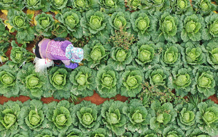 Tying cabbages to make them ripe