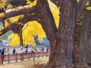 Citizens enjoying yellow shade of ginkgo trees