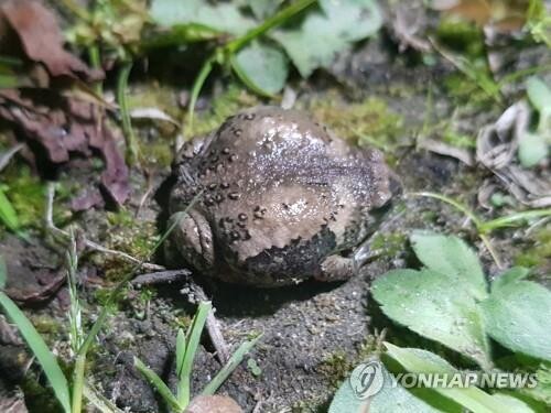 '맹꽁이의 역설'…최대 한류 공연장 관통 하천 정화에 암초
