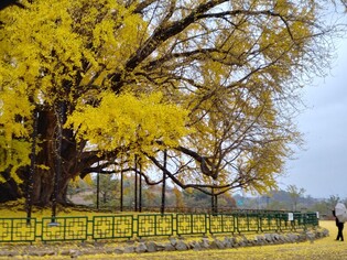 Vast yellow ginkgo leaves rustled to the ground in a blast