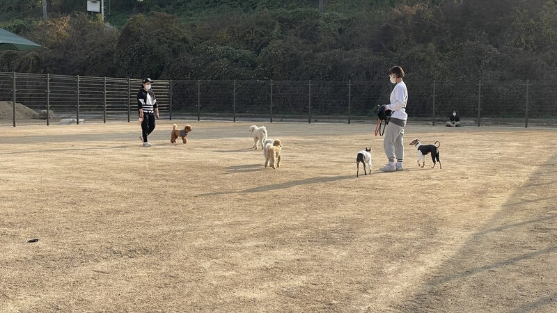 "반려견과 맘껏 놀아요"…송파구, 370평 반려견 놀이터 개장