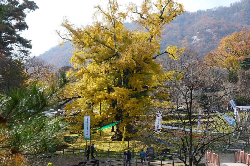 [픽! 영동] 가을옷 입은 천연기념물 영국사 은행나무