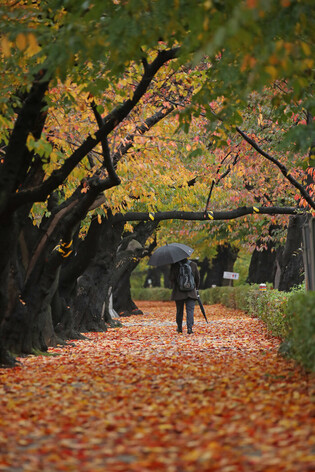 Deepening autumn