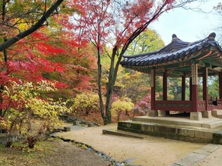 Autumn in palace reaches final phase