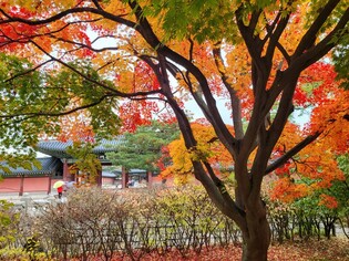 Autumn in palace reaches final phase