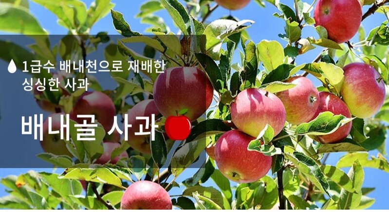 양산 배내골 도보여행 사진 찍어 올리면 사과 선물