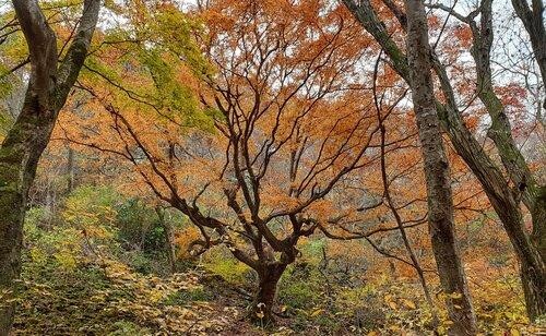 수령 290년 내장산 단풍나무 천연기념물됐다