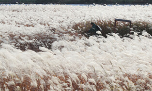 Amur silvergrass field along Taehwa River