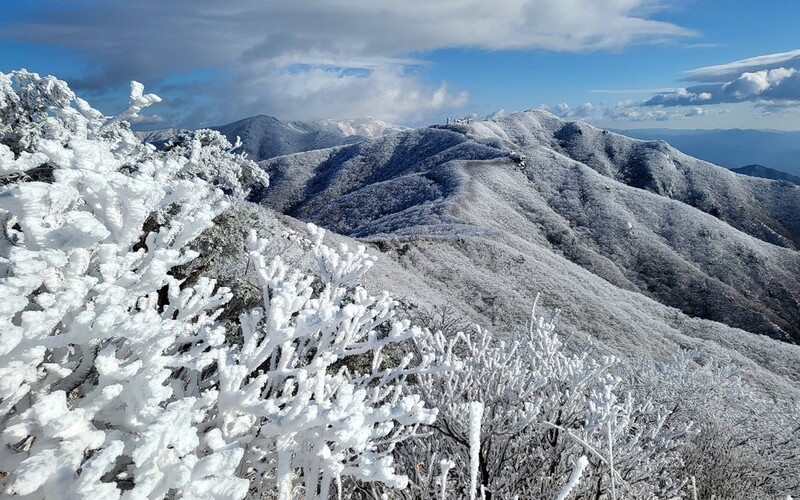 [픽! 단양] 소백산 연화봉에 활짝 핀 상고대 눈꽃
