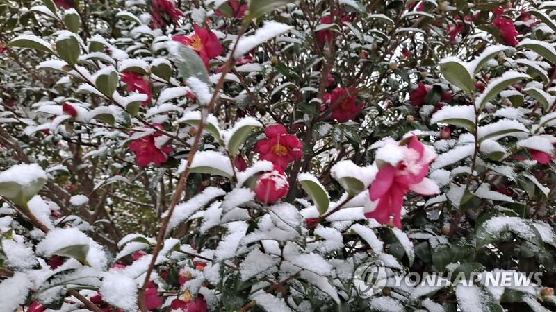 3천만송이 애기동백꽃 향연…신안군, 내달 10일 겨울꽃 축제