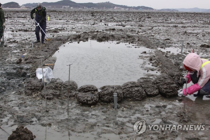 제부도 갯벌서 고려시대 선박 2척 확인…"원위치서 보존 중"(종합)