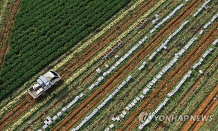 Radish harvesting for kimchi