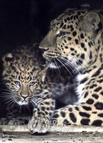 구한말 한양도성 출몰 조선표범 "심각한 멸종위기종 보호 단서"