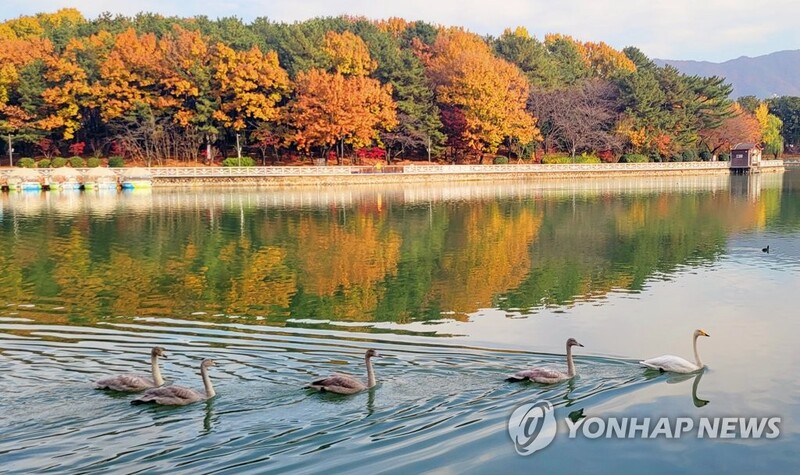 [픽! 경남] 멸종위기 큰고니, 인공호수 휴식 장면 포착