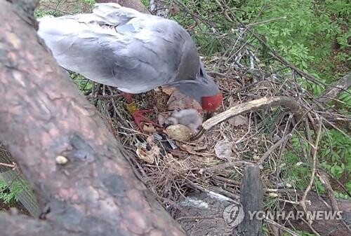 야생서 둥지 떠난 따오기…자연번식 가능성 더 높아졌다