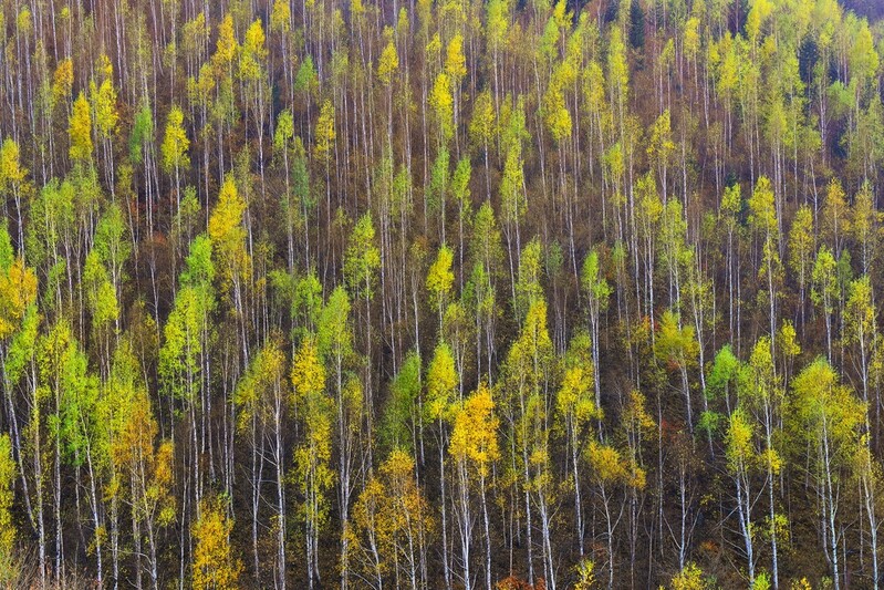 '겨울 도시' 태백의 특별한 아름다움…4대 명품 자작나무숲 선정