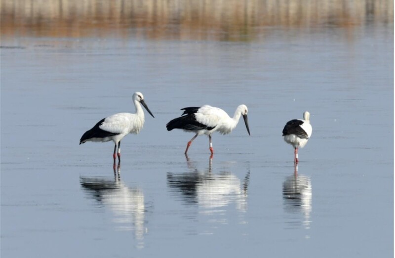 국제 보호조류 황새 4개체, 신안 갯벌서 먹이활동