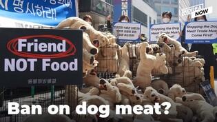 S. Korean government considering banning dog meat consumption