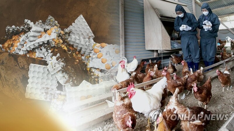 S. Korea reports suspected cases of highly pathogenic bird flu at egg farm