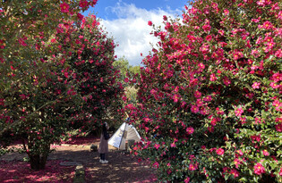 Camellia flowers in full bloom in Jeju