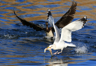 Competition for prey