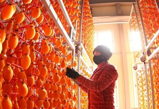 Dried persimmons