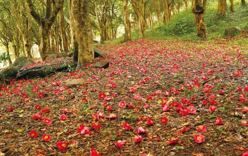 장성 편백숲 등 전남 4곳, 겨울철 비대면 안심관광지에 뽑혀