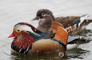 Mandarin ducks in snow