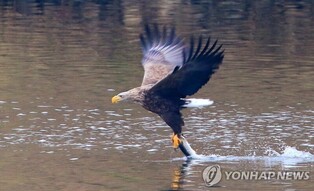 White-tailed eagle hunting fish