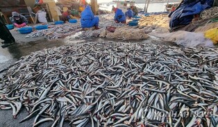 [K-Geography] Winter Dybowskii’ sand eels