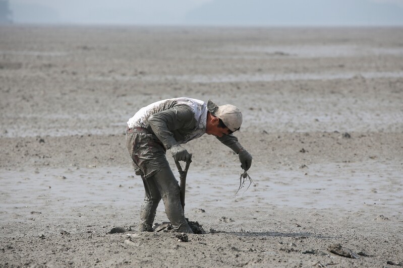 갯벌서 조개·낙지 잡는 전통기술 이젠 엄연한 무형문화재