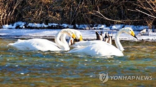 [픽! 옥천] 금강 찾은 겨울의 귀한 손님 큰고니떼