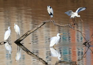 [K-Geography] Vagrant bird…"More beautiful by itself”